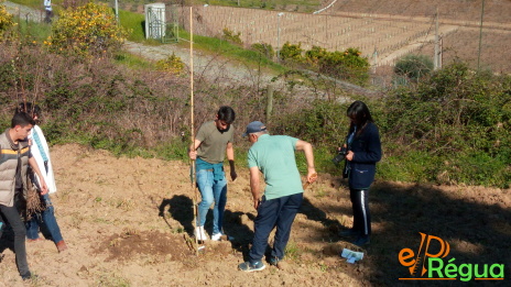 Dia Mundial da Árvore 2019